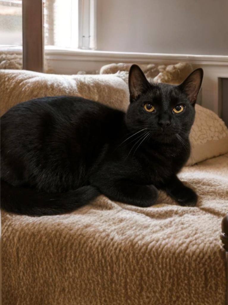 Enlarge Elvis, an adopted Domestic Short Hair in Houston, TX image 2/3