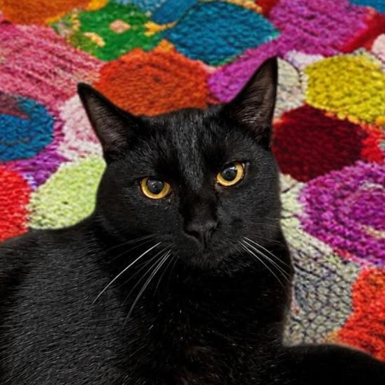 Enlarge Elvis, an adopted Domestic Short Hair in Houston, TX image 3/3