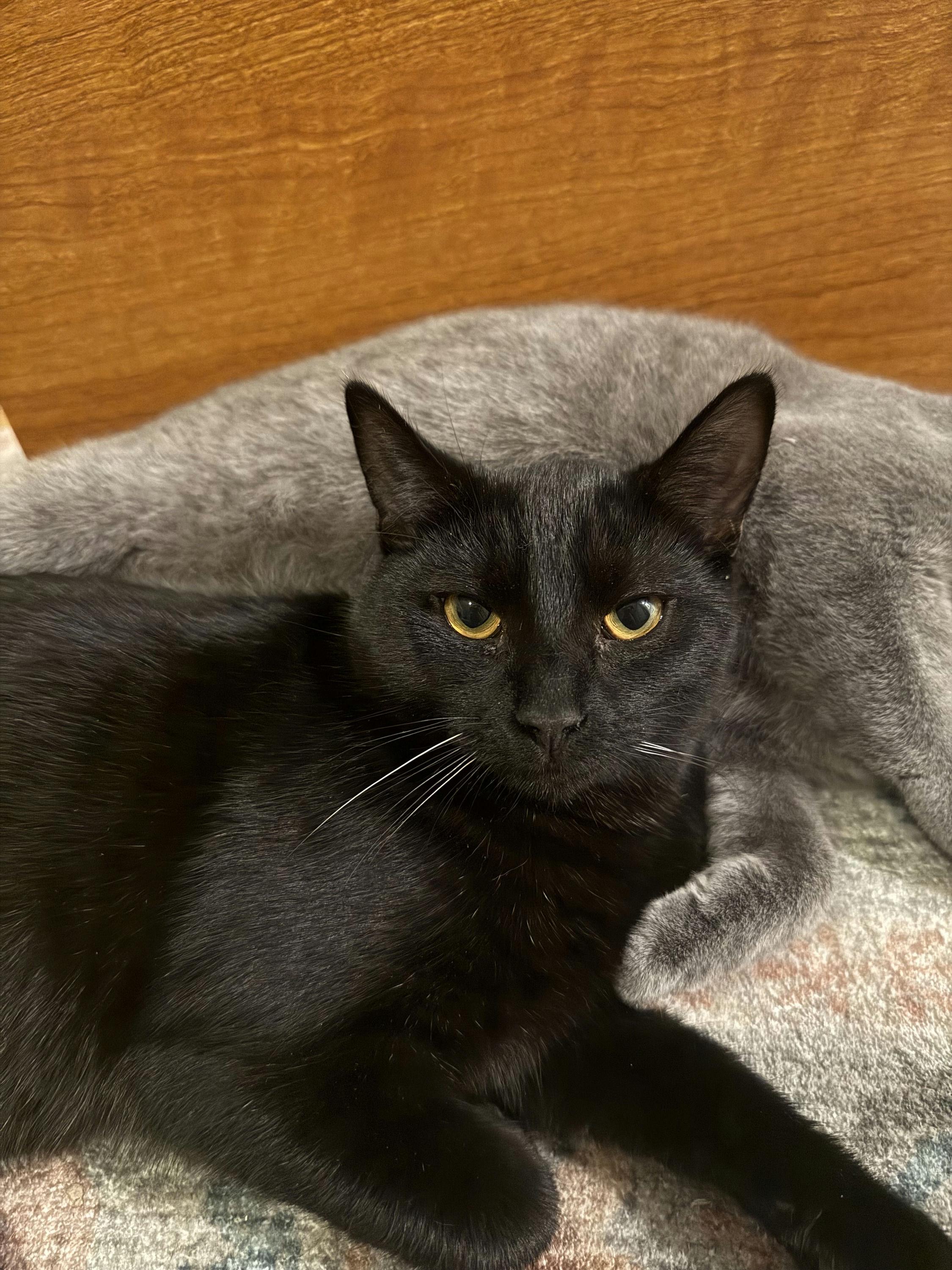 Elvis, adopted, Kitten Male Domestic Short Hair.