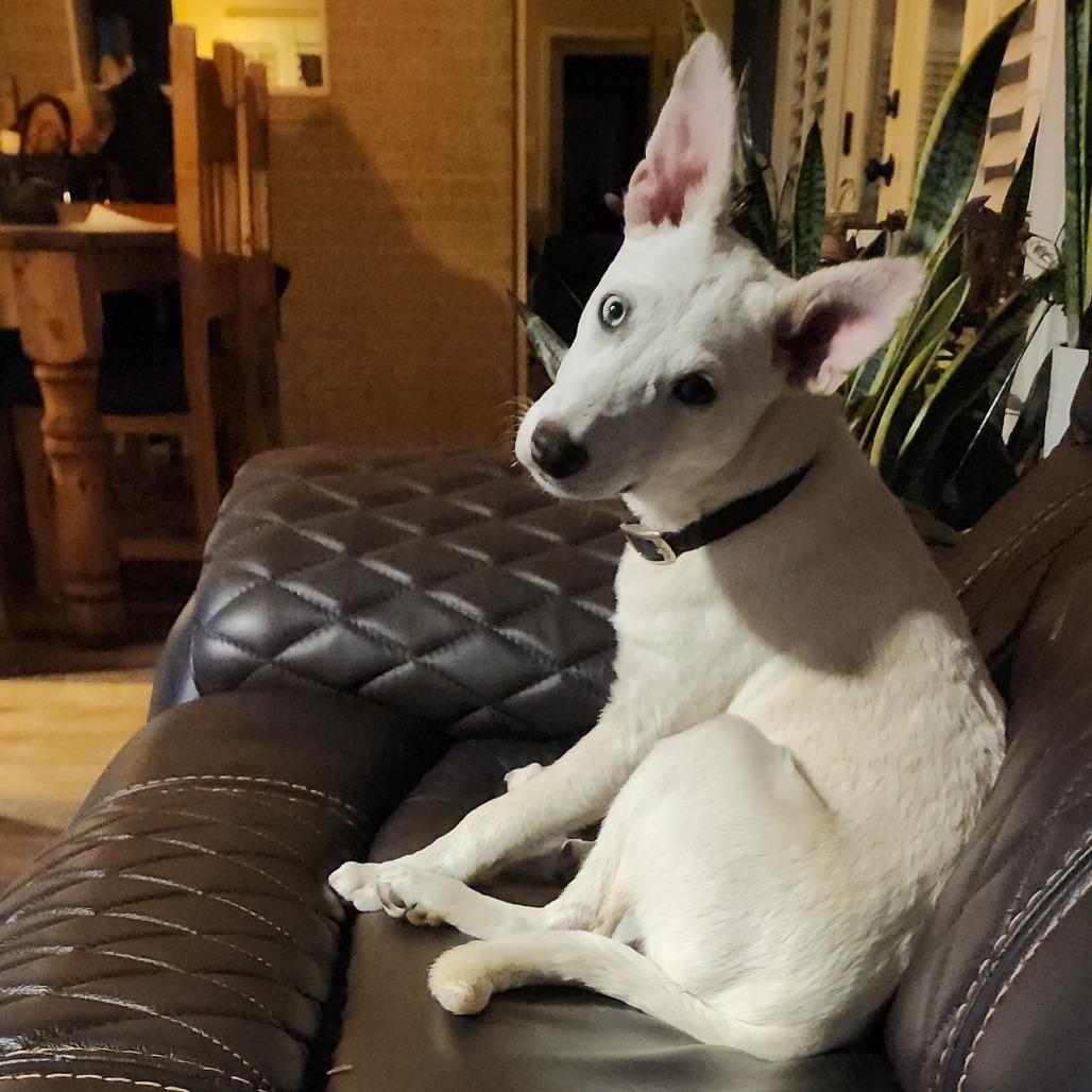 Clay, a Adoptable mixed breed in Tomball, TX image 1/6