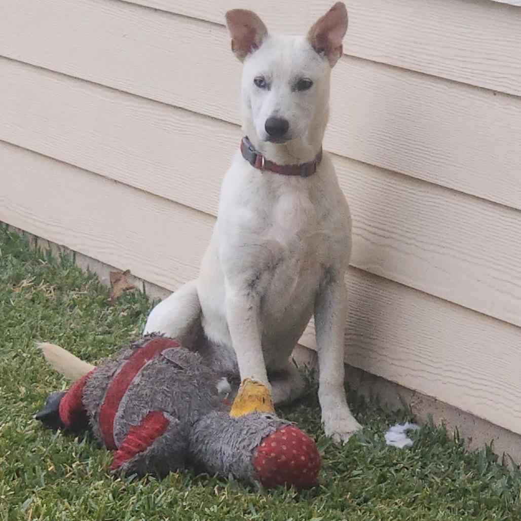 Clay, a Adoptable mixed breed in Tomball, TX image 3/6
