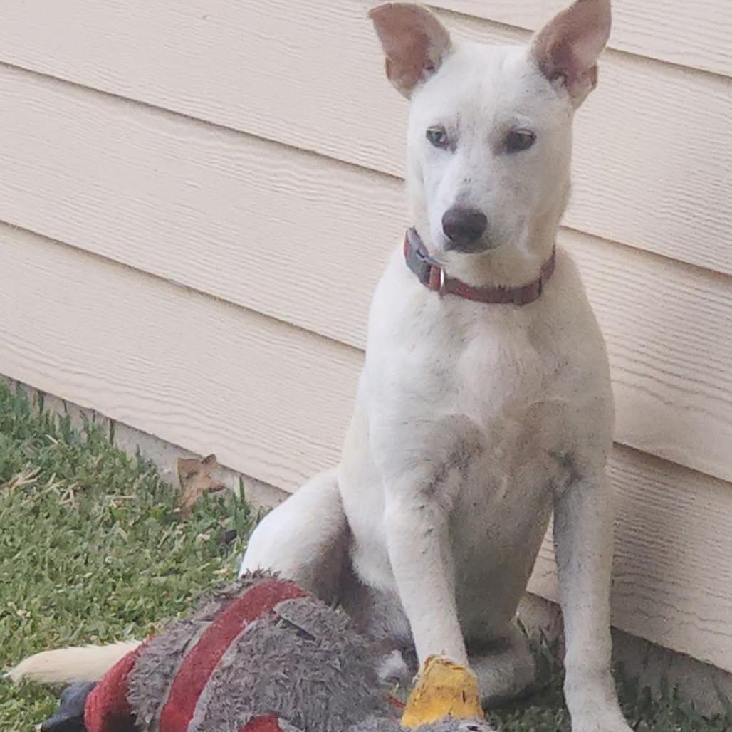 Clay, a Adoptable mixed breed in Tomball, TX image 5/6