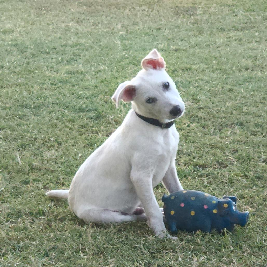 Clay, a Adoptable mixed breed in Tomball, TX image 6/6