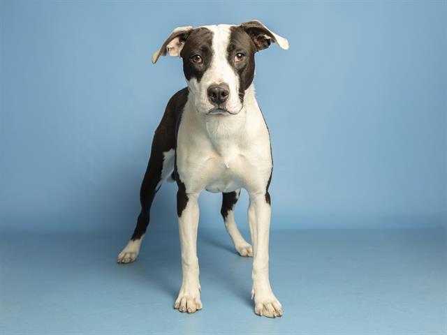 DOMINO, Adoptable, Young Female Pit Bull Terrier.