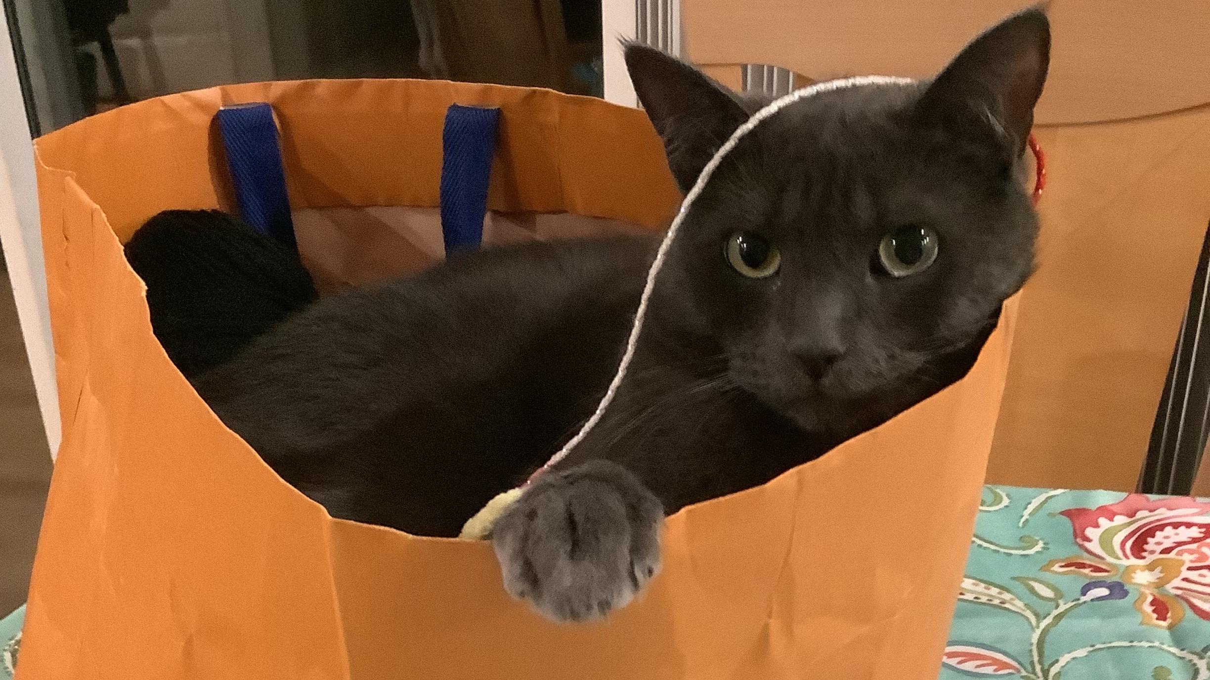 Batman, a Adoptable mixed breed in Hermosa Beach, CA image 5/6