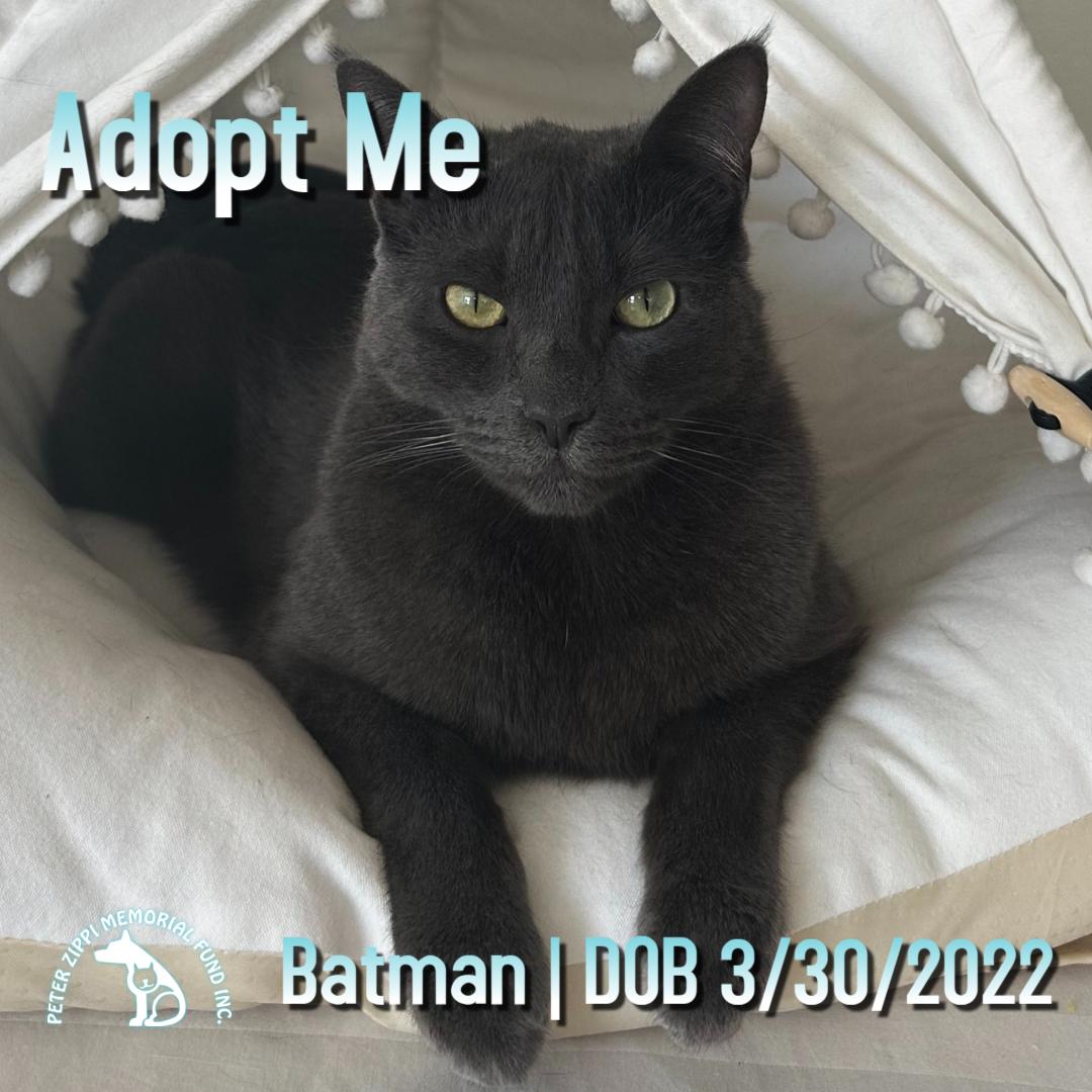 Batman, a Adoptable mixed breed in Hermosa Beach, CA image 1/6
