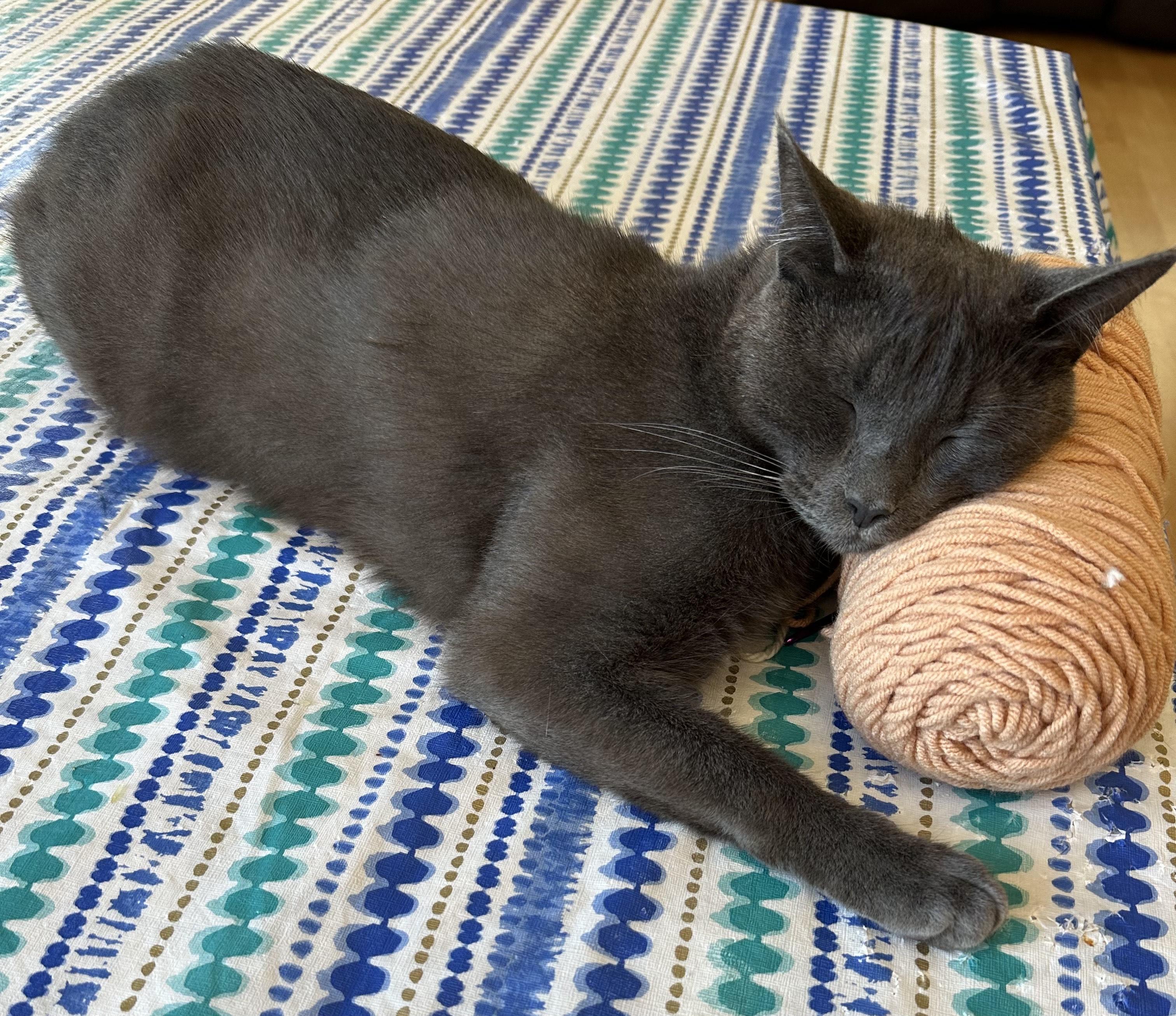 Batman, a Adoptable mixed breed in Hermosa Beach, CA image 4/6