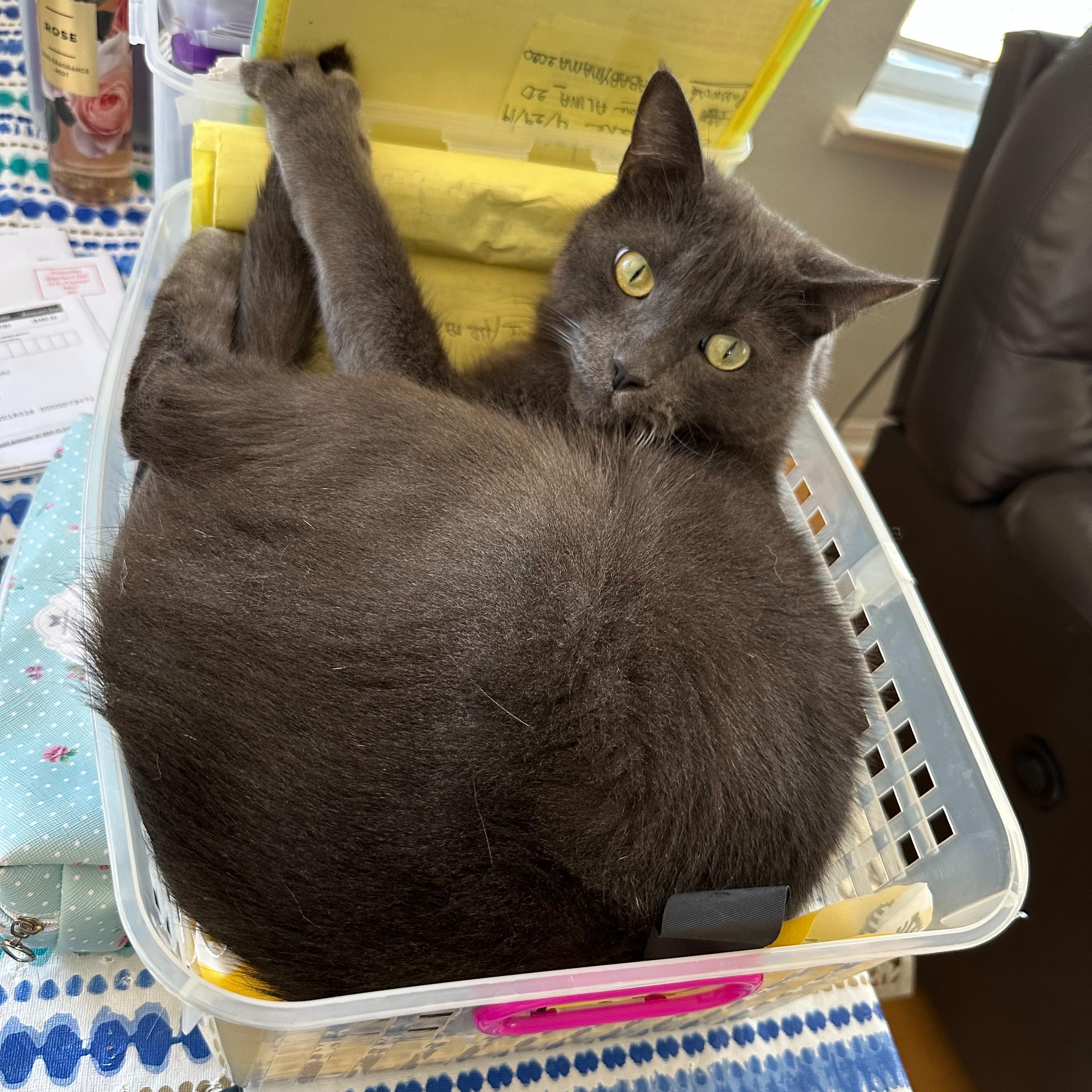 Batman, a Adoptable mixed breed in Hermosa Beach, CA image 3/6