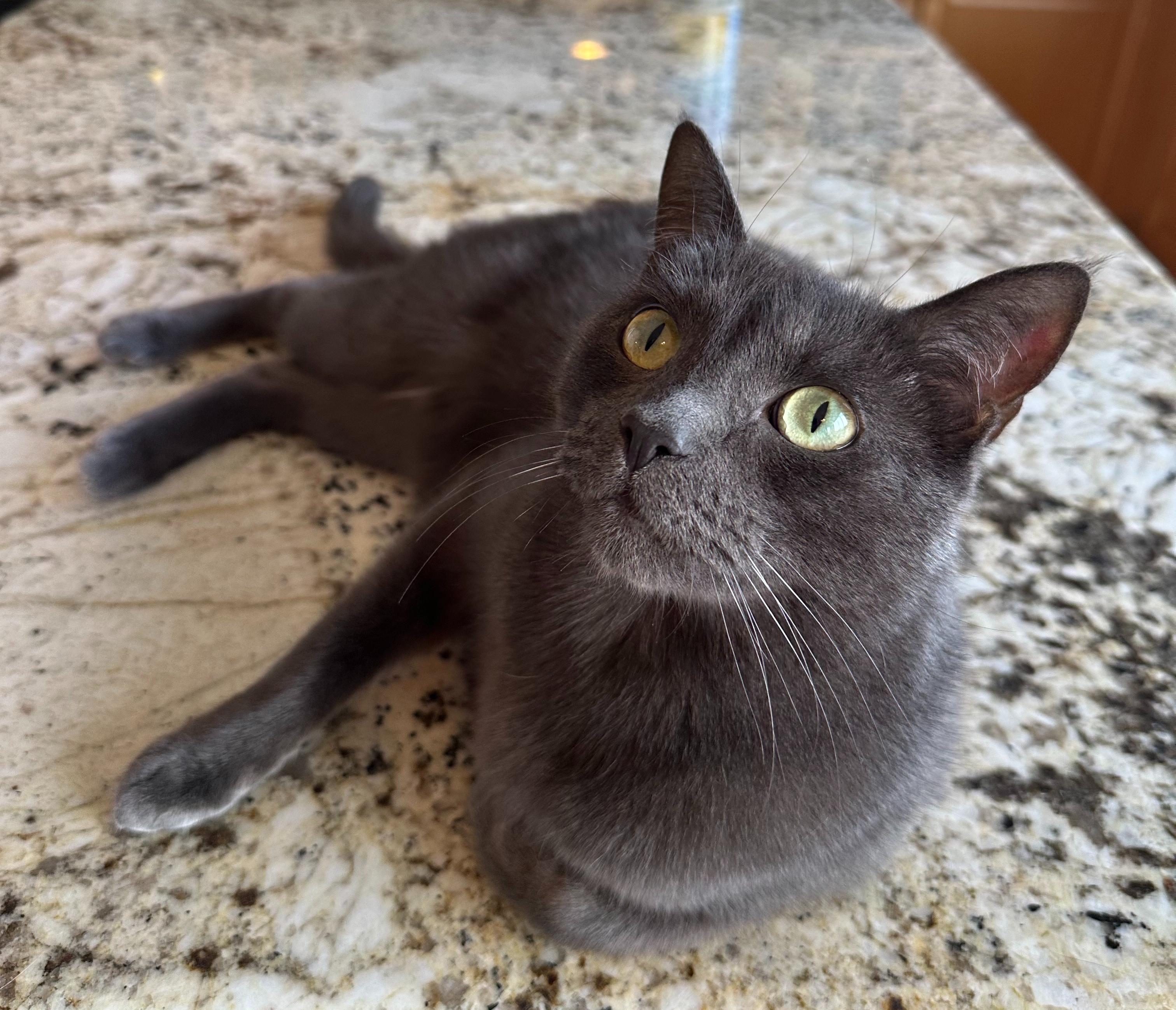 Batman, a Adoptable mixed breed in Hermosa Beach, CA image 2/6