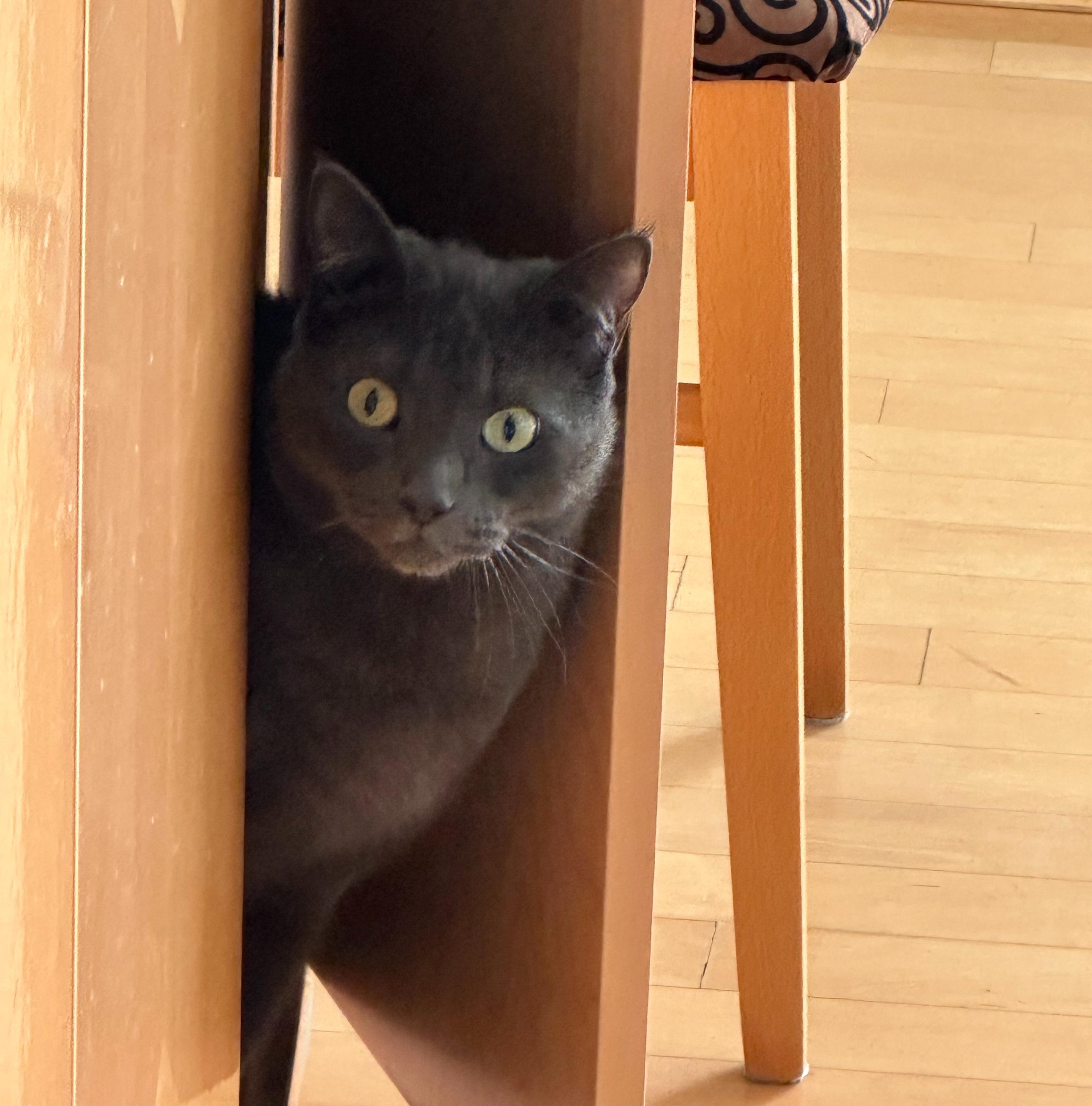 Batman, a Adoptable mixed breed in Hermosa Beach, CA image 6/6