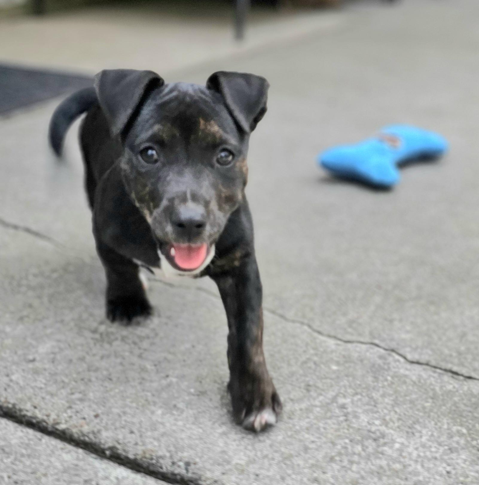 Coal , an adopted mixed breed in Weeki Wachee, FL image 1/4
