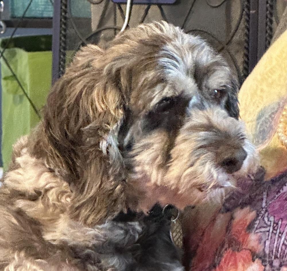 Sam, Adopted, Senior Male Cocker Spaniel & Cockapoo.