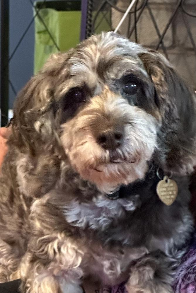 Enlarge Sam, a Adopted mixed breed in Richardson, TX image 2/6