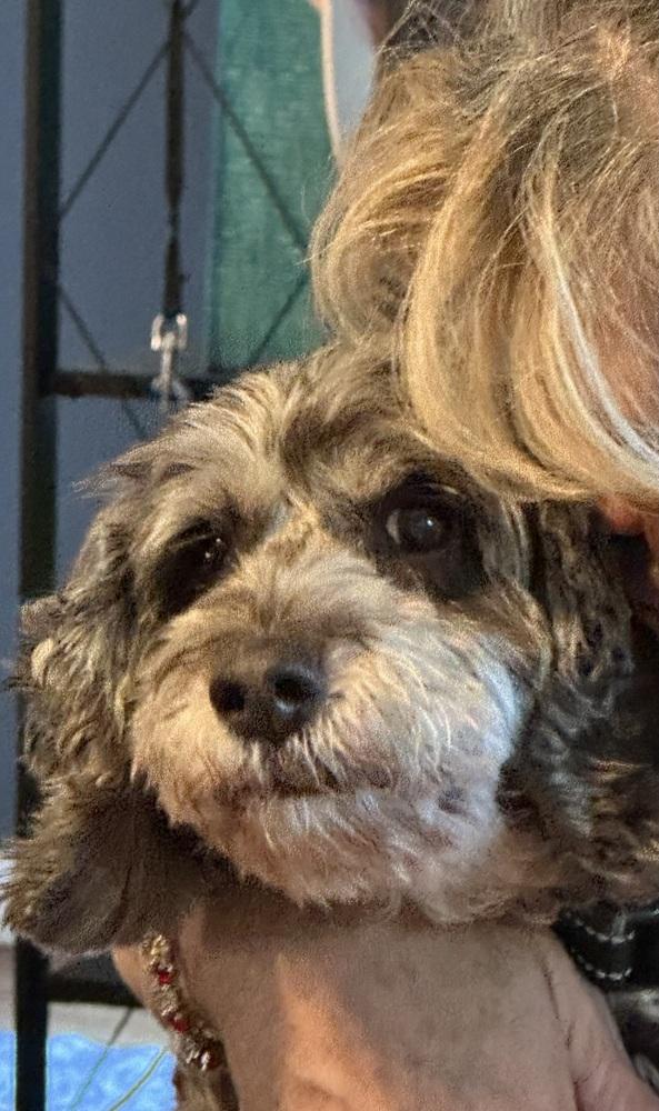 Enlarge Sam, a Adopted mixed breed in Richardson, TX image 5/6
