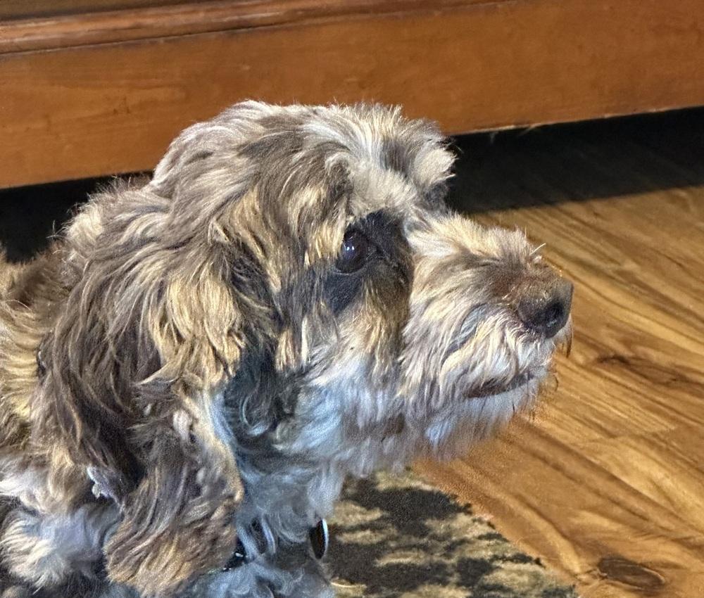 Enlarge Sam, a Adopted mixed breed in Richardson, TX image 6/6