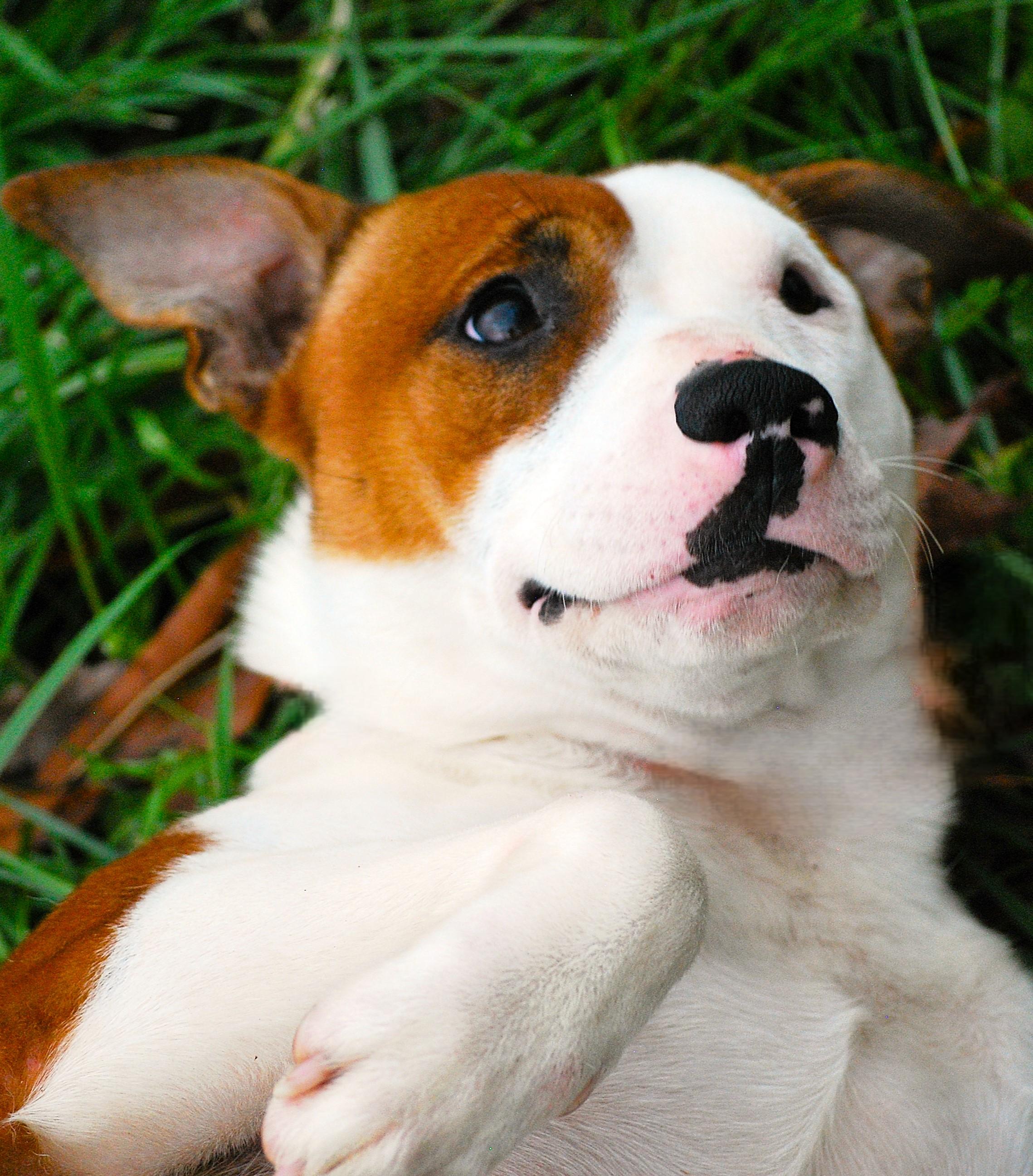 Enlarge Tete, a Adoptable mixed breed in manchester, TN image 1/4