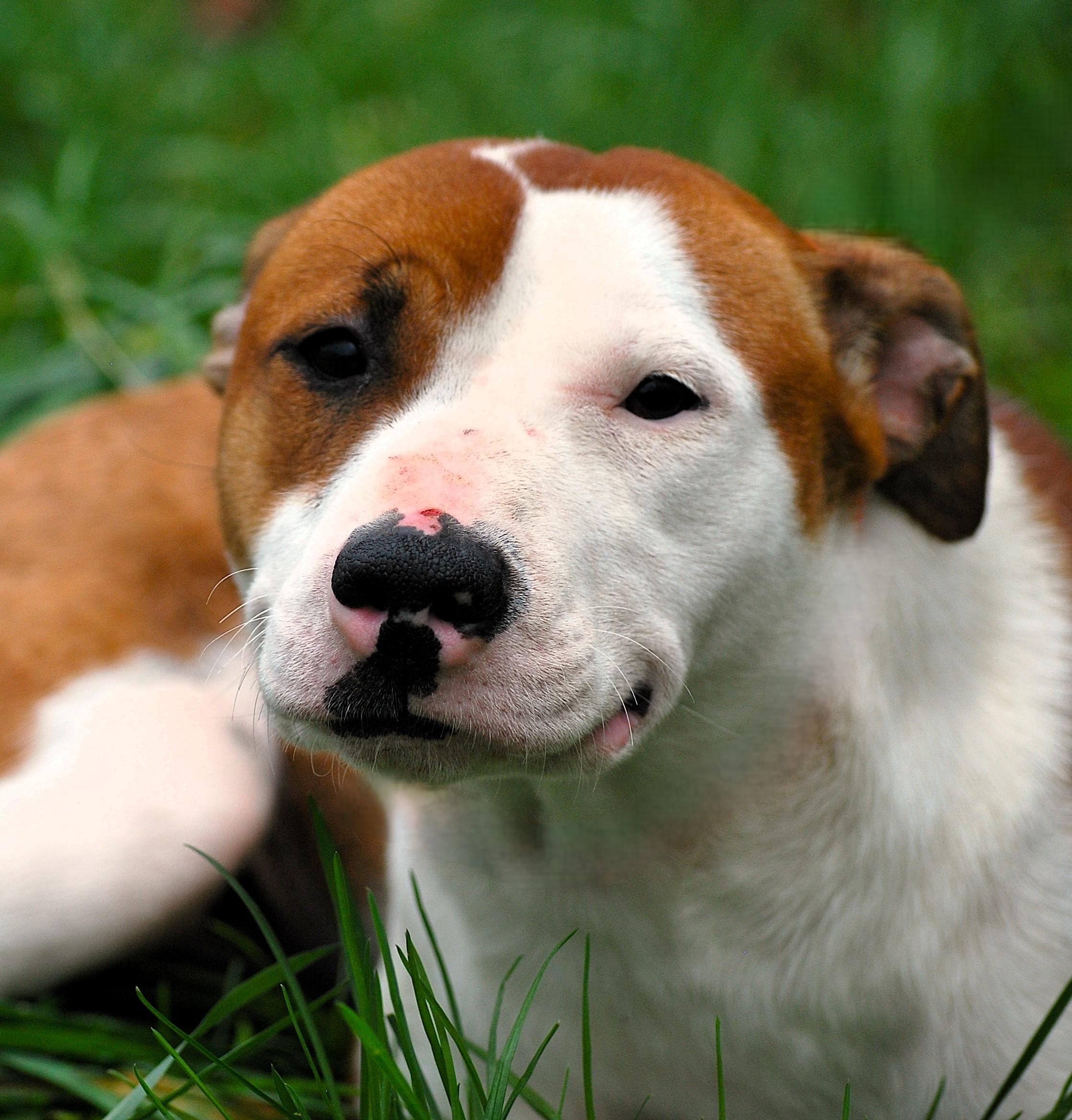 Tete, Adoptable, Young Female Terrier & Pit Bull Terrier.