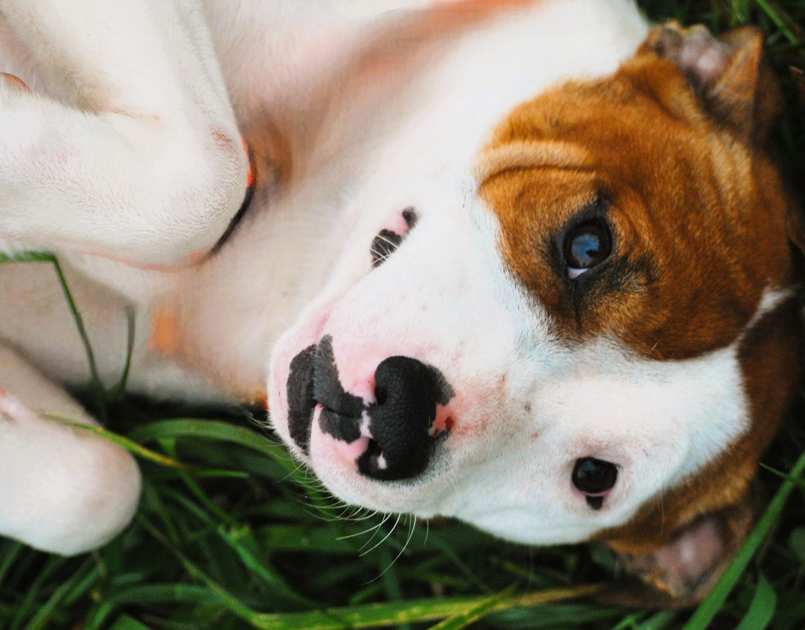 Enlarge Tete, a Adoptable mixed breed in manchester, TN image 3/4