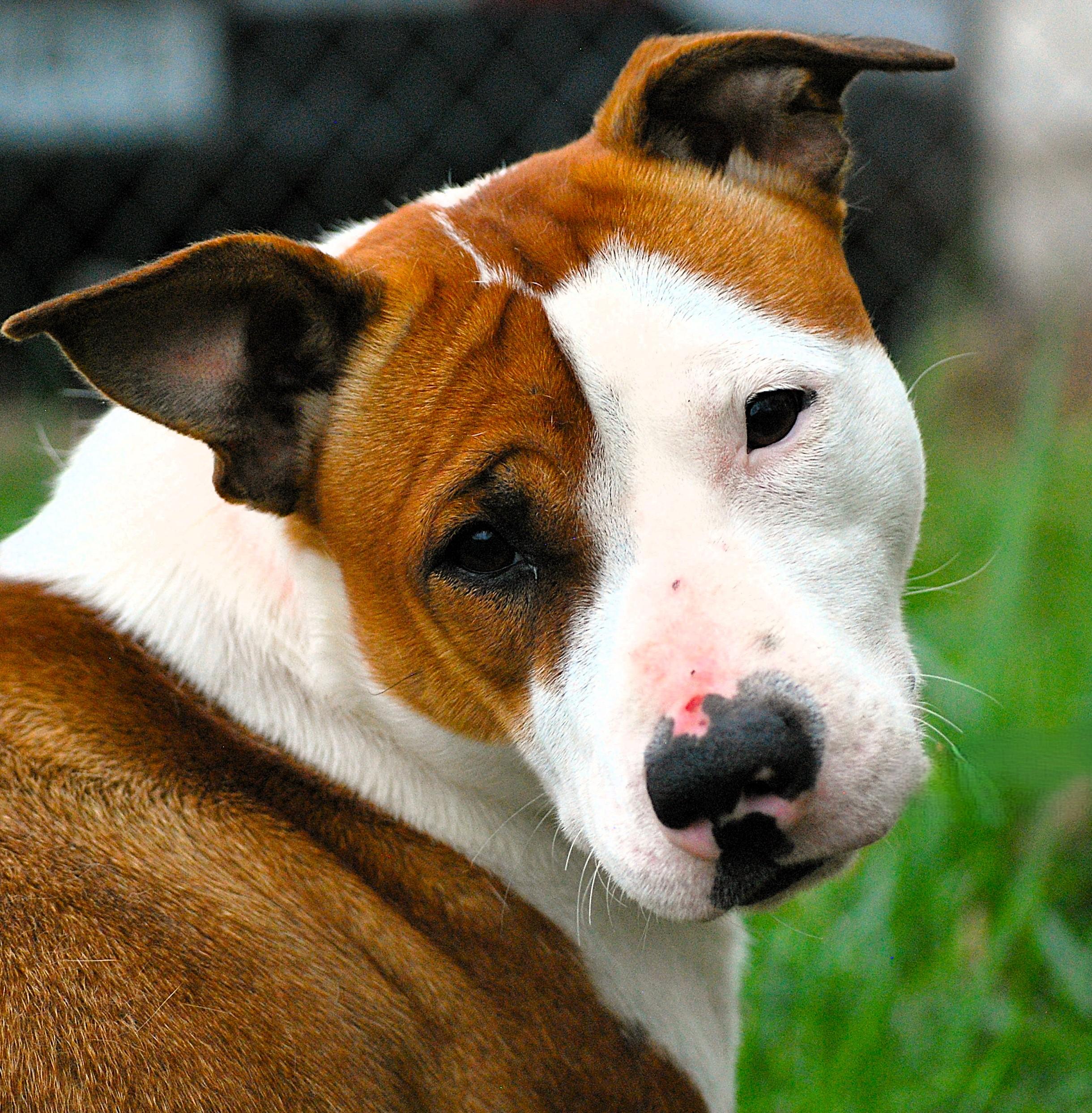 Tete, Adoptable, Young Female Terrier & Pit Bull Terrier.