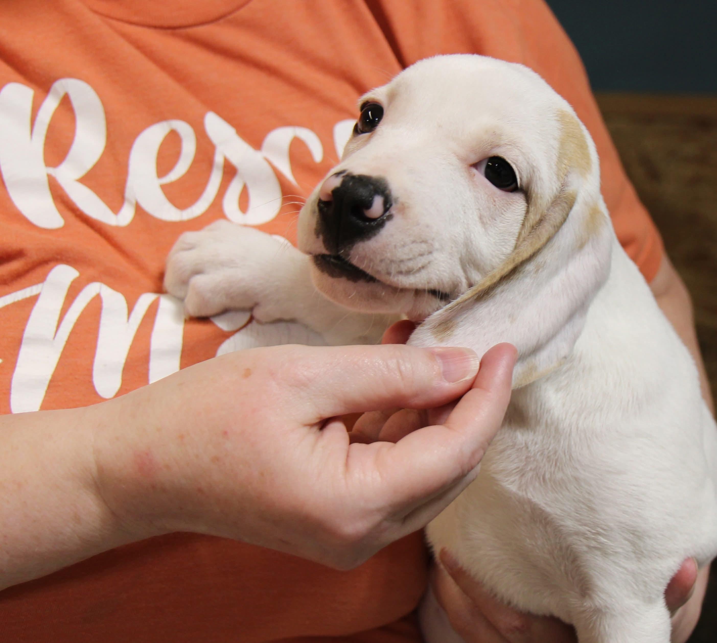 Raine, Adoptable, Puppy Female Mixed Breed.