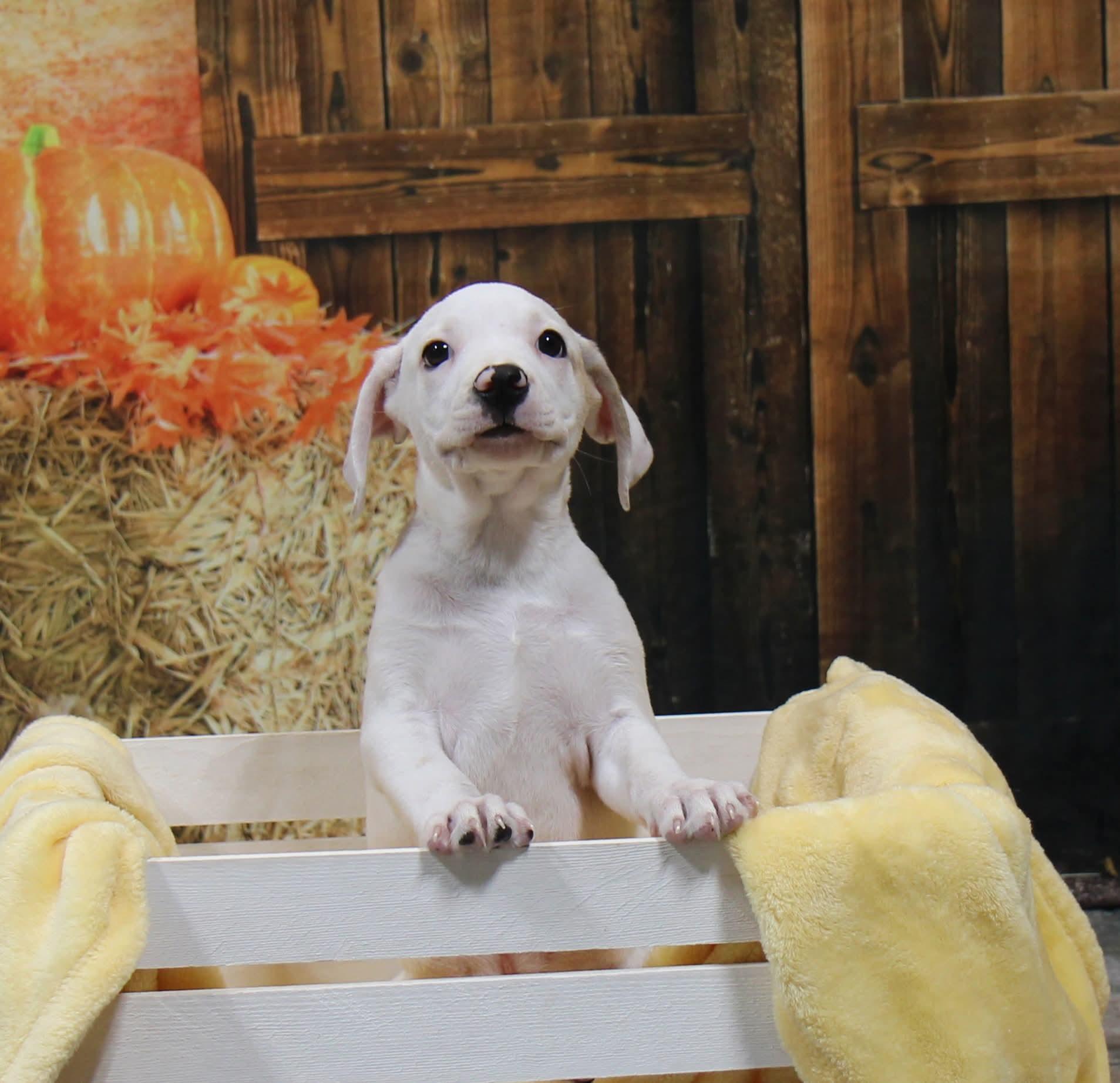 Enlarge Raine, a Adoptable Mixed Breed in Plain City, OH image 2/6