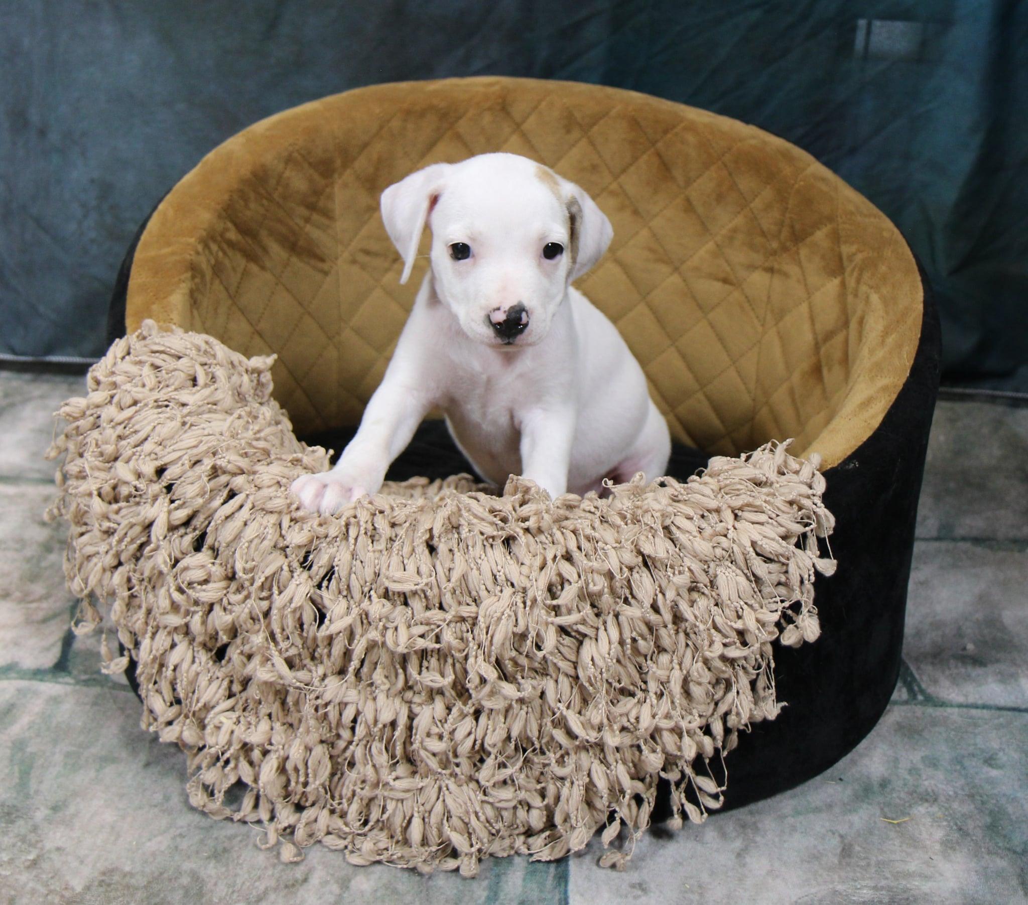 Enlarge Raine, a Adoptable Mixed Breed in Plain City, OH image 4/6