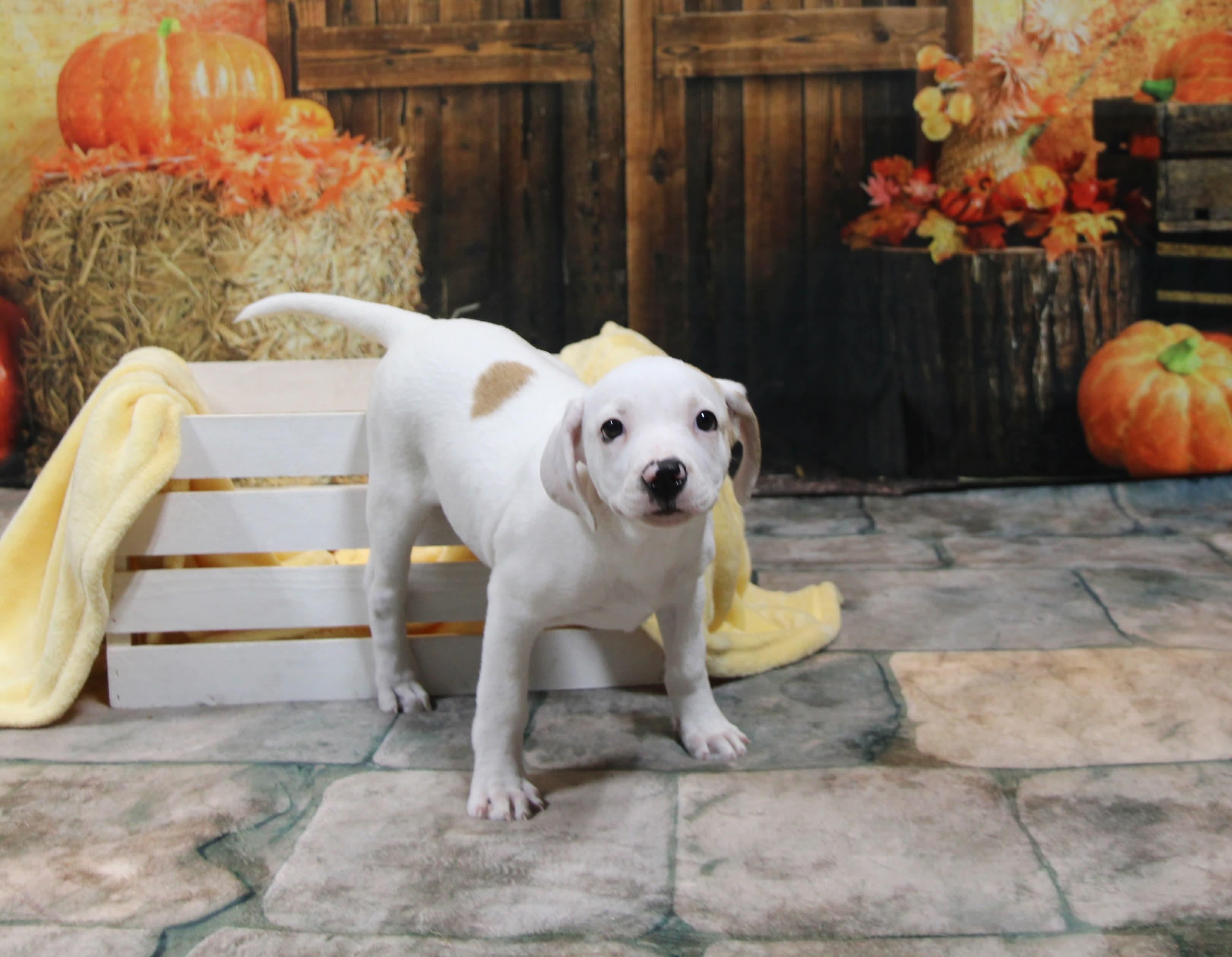 Enlarge Raine, a Adoptable Mixed Breed in Plain City, OH image 5/6