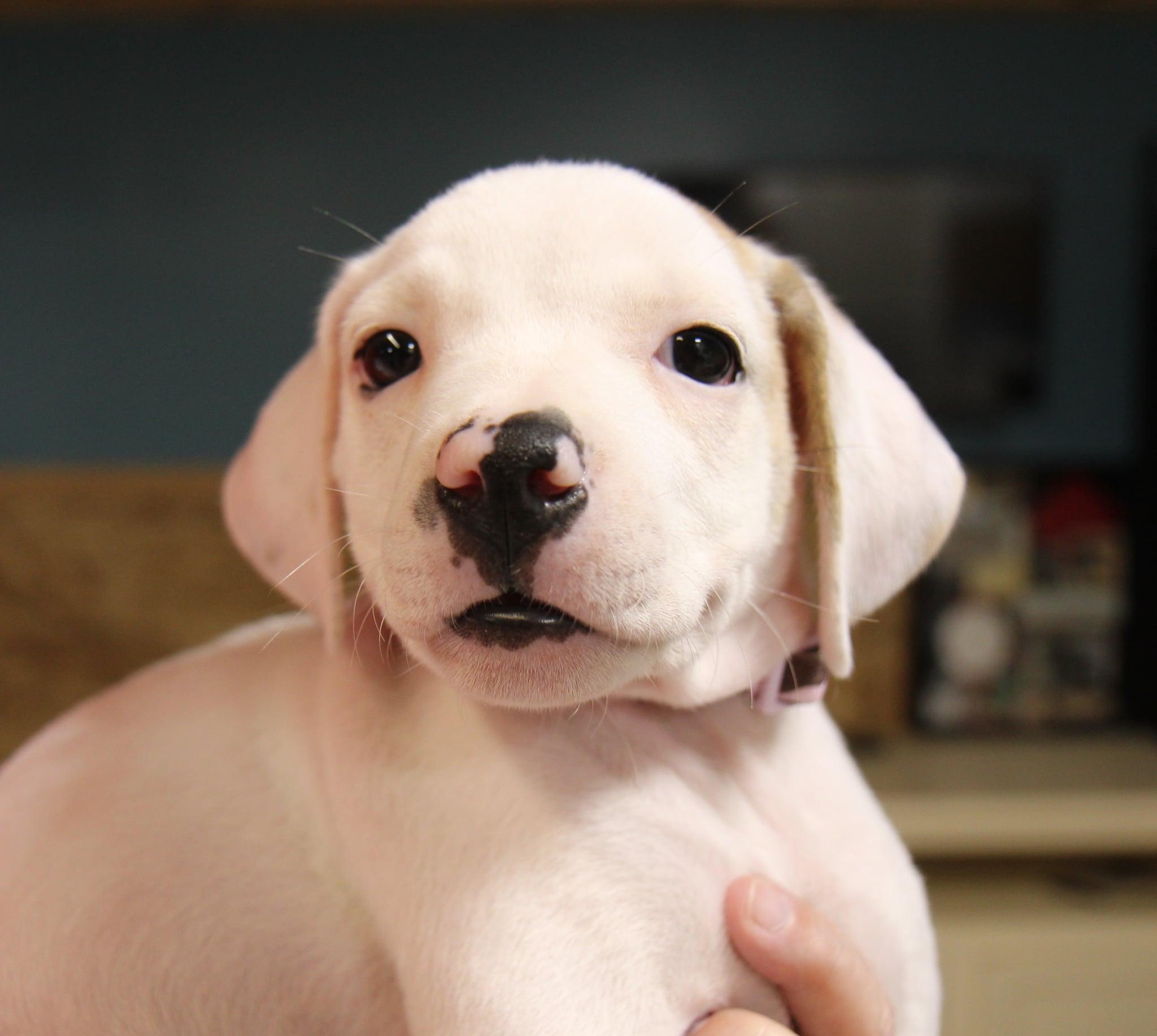 Enlarge Raine, a Adoptable Mixed Breed in Plain City, OH image 6/6