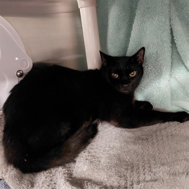 Enlarge ZION, a Adoptable Domestic Short Hair in Huntsville, AL image 1/1