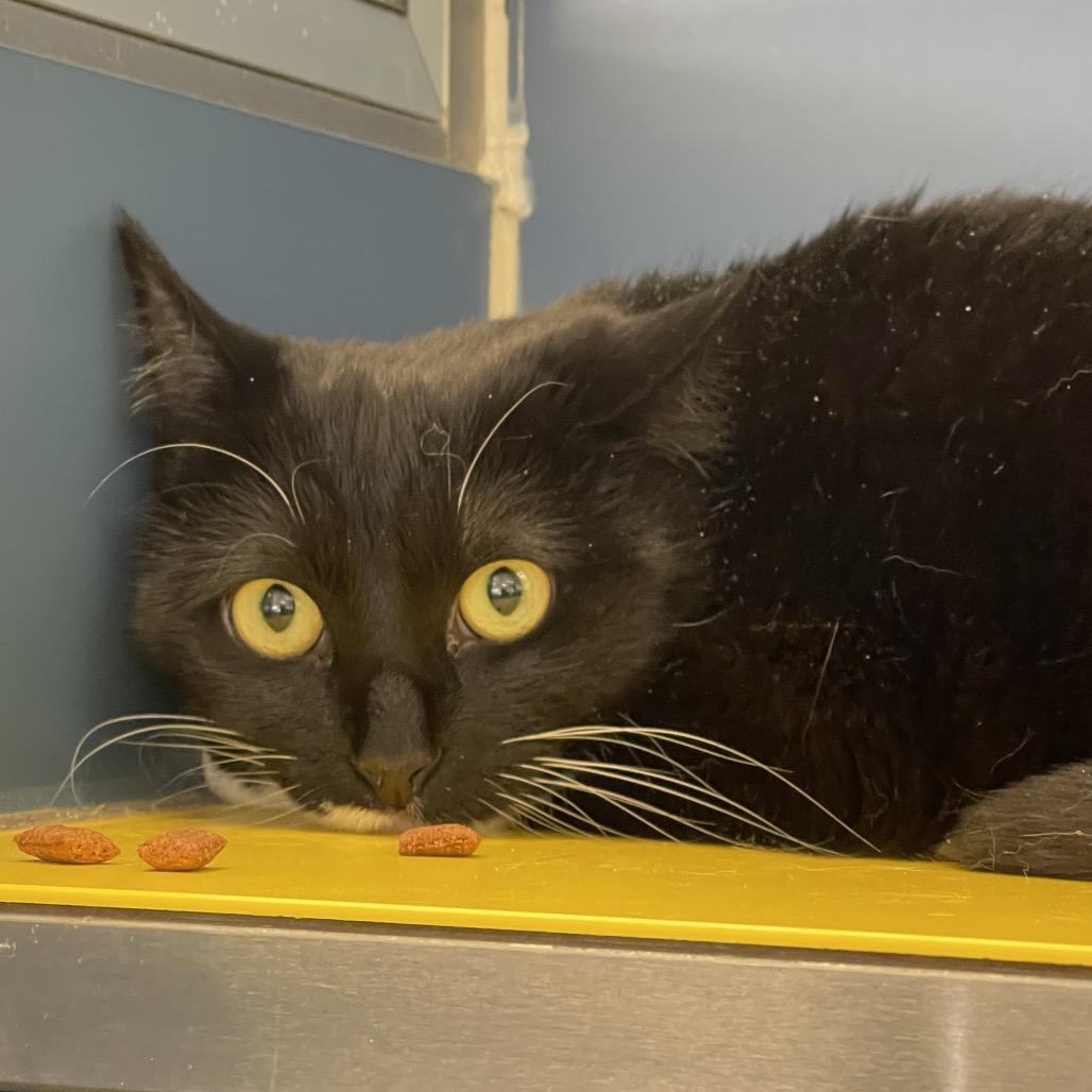 Enlarge Skitter, a Adoptable Domestic Short Hair in Tulsa, OK image 1/1