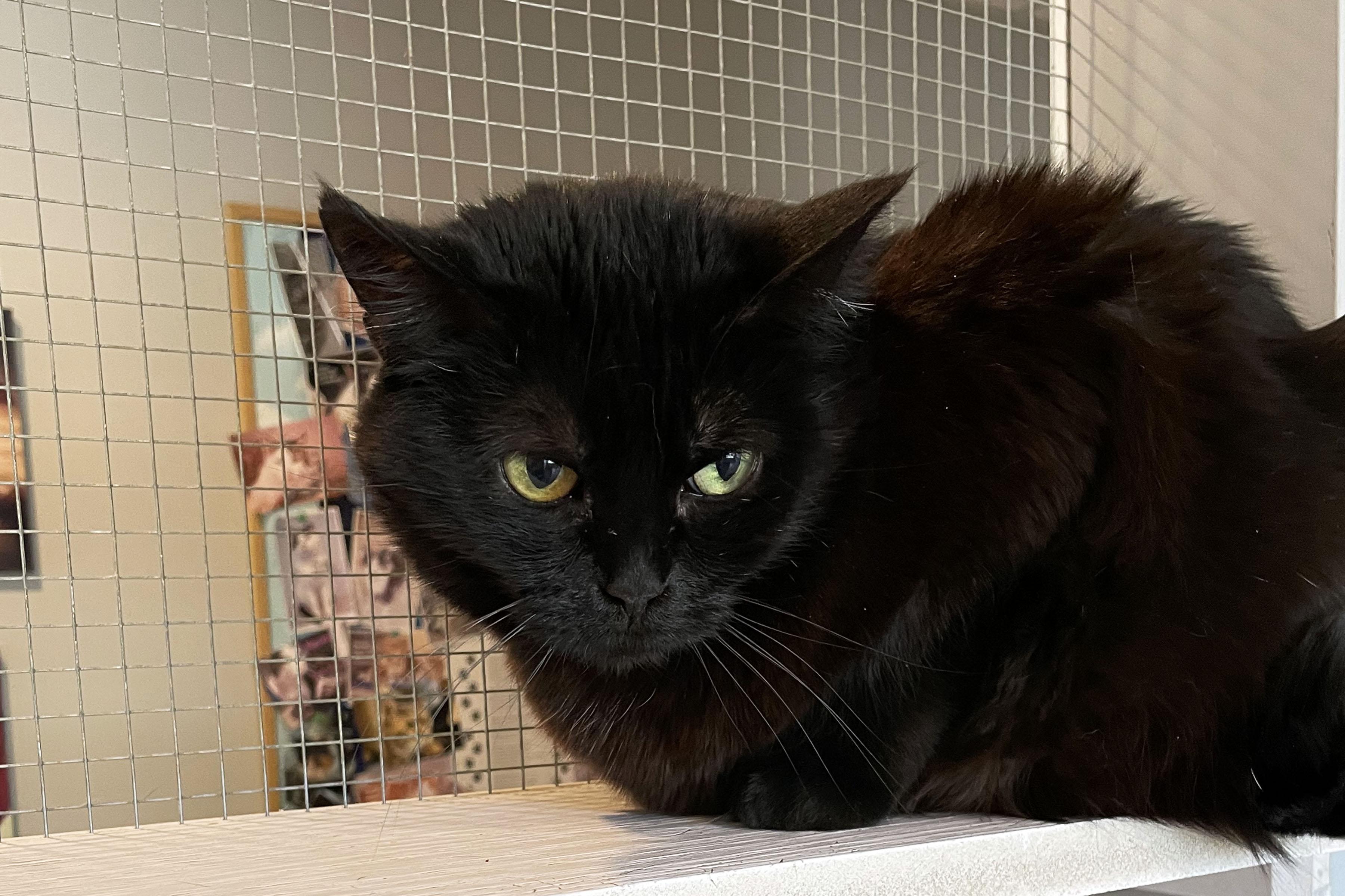 Essie, a Adoptable Domestic Short Hair in Lincoln, NE image 2/2