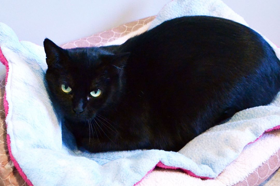 Enlarge Essie, a Adoptable Domestic Short Hair in Lincoln, NE image 1/1