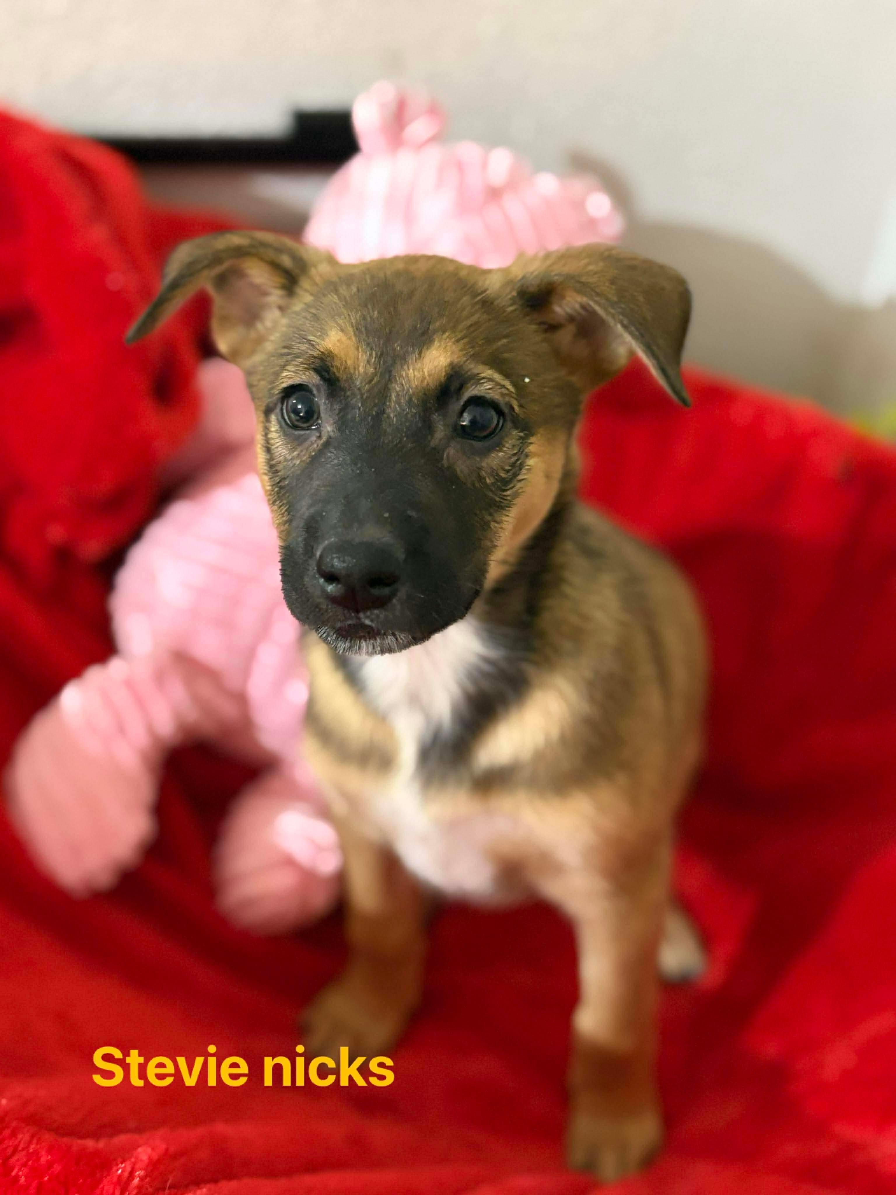 Enlarge Stevie Nicks, a ADOPTABLE mixed breed in East Haddam, CT image 3/3