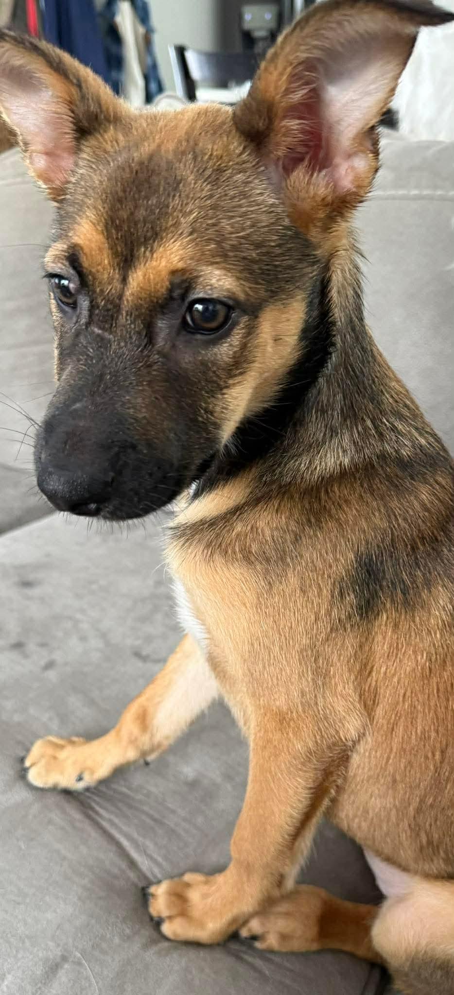 Enlarge Stevie Nicks, a ADOPTABLE mixed breed in East Haddam, CT image 2/3