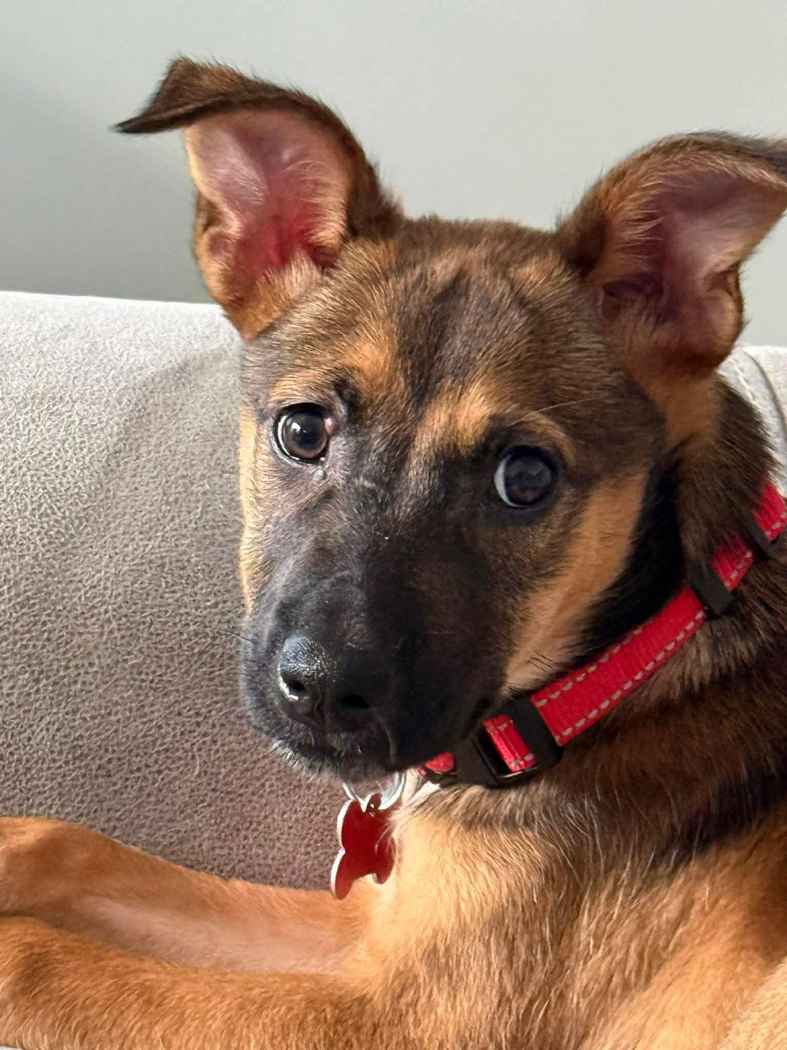 Stevie Nicks, ADOPTABLE, Puppy Female Belgian Shepherd / Malinois & Cattle Dog.