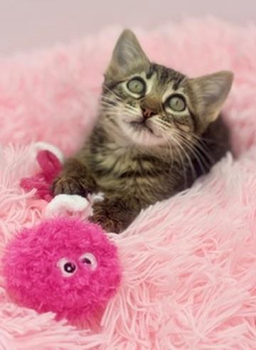 Mango Sticky Rice, an adoptable Tabby in Covington, LA image 3/6