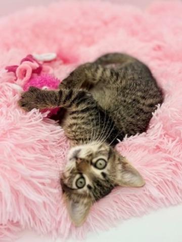 Mango Sticky Rice, adoptable, Kitten Female Tabby.
