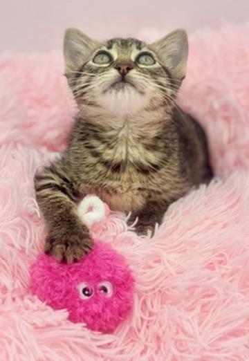 Mango Sticky Rice, an adoptable Tabby in Covington, LA image 2/6