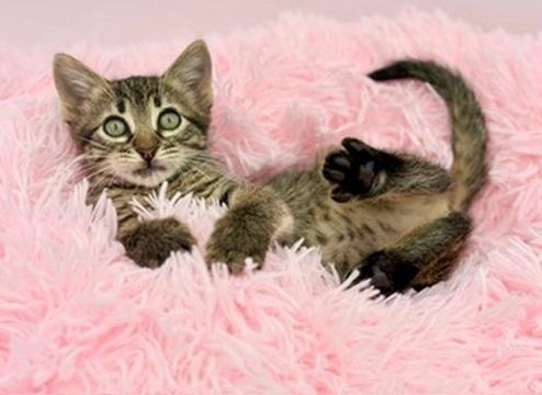 Mango Sticky Rice, an adoptable Tabby in Covington, LA image 6/6
