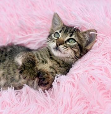 Mango Sticky Rice, an adoptable Tabby in Covington, LA image 4/6