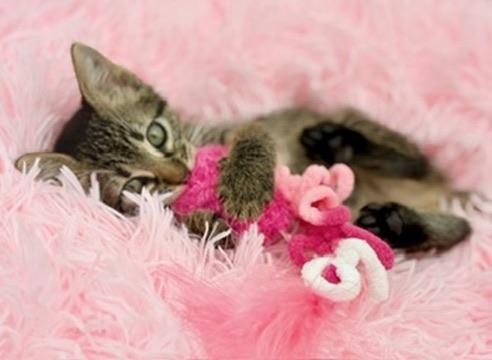 Mango Sticky Rice, an adoptable Tabby in Covington, LA image 5/6