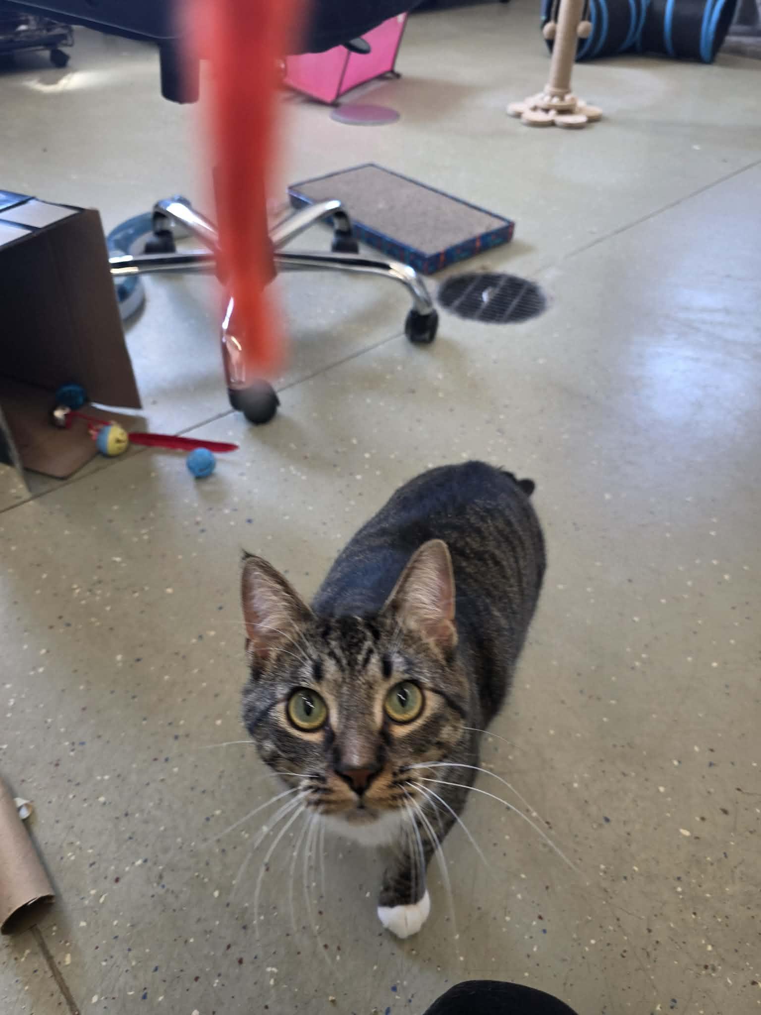 Enlarge Ruth, a Adoptable Domestic Short Hair in Detroit Lakes, MN image 1/3