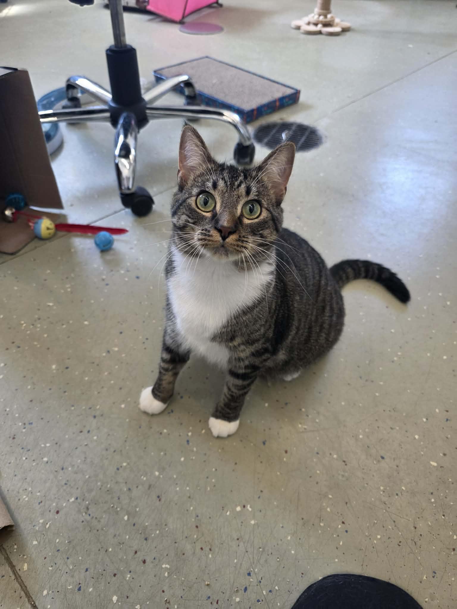 Enlarge Ruth, a Adoptable Domestic Short Hair in Detroit Lakes, MN image 3/3