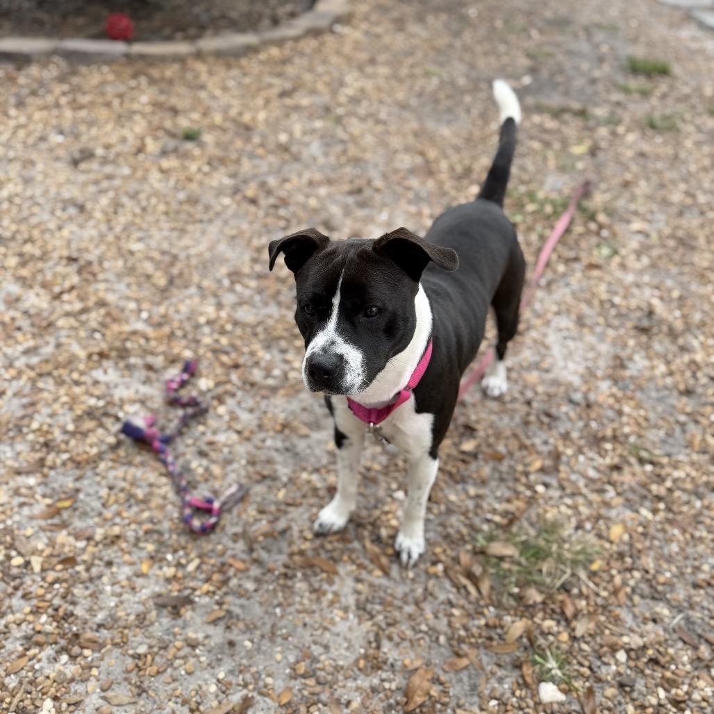 Chutney, Adoptable, Adult Male Mixed Breed.