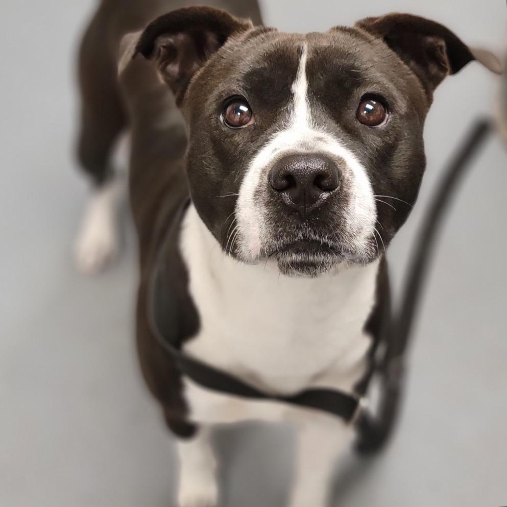 Enlarge Chutney, a Adoptable Mixed Breed in Sarasota, FL image 1/1