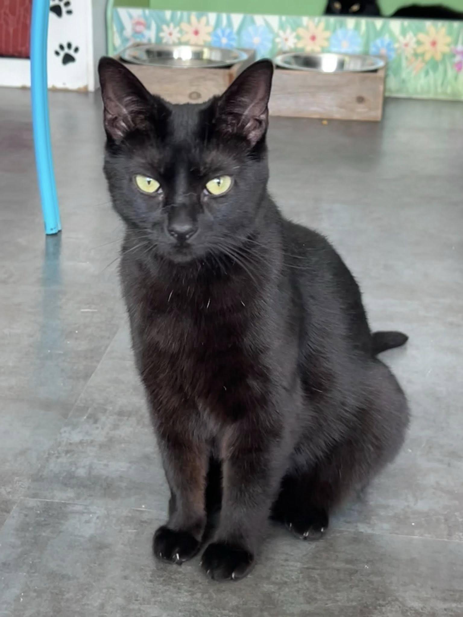 Enlarge Helena, a Adoptable Domestic Short Hair in Grand Rapids, MI image 6/6