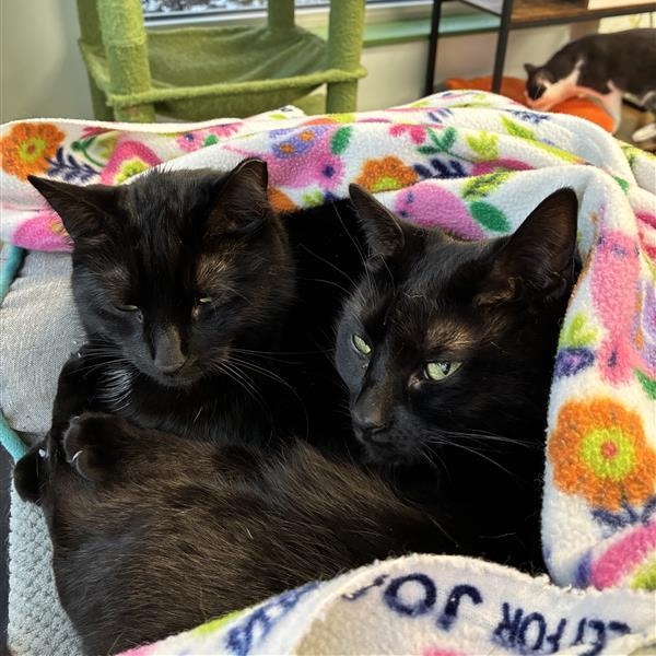 Helena - ADOPTION PENDING!, a Adoptable Domestic Short Hair in Grand Rapids, MI image 6/6