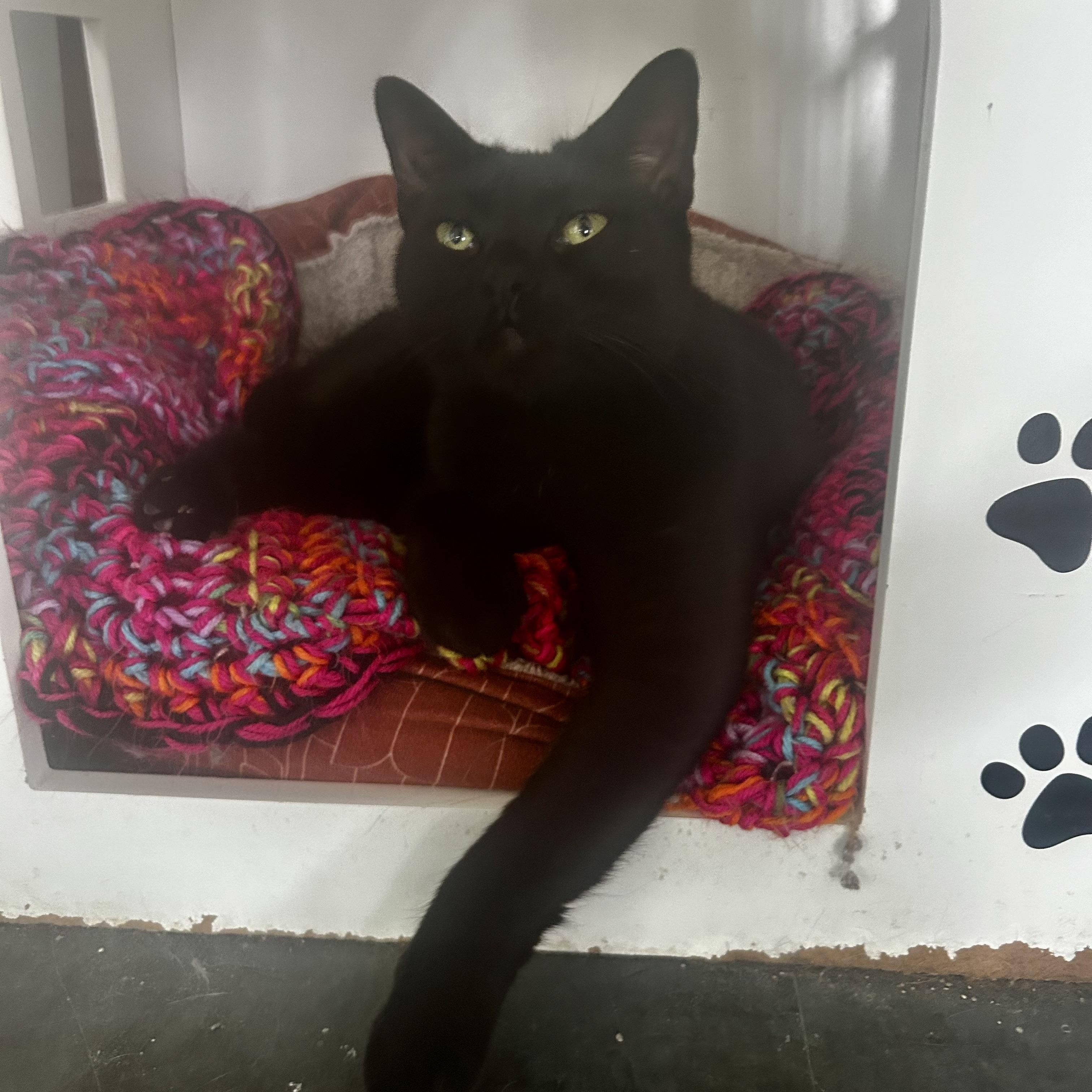 Enlarge Helena, a Adoptable Domestic Short Hair in Grand Rapids, MI image 4/6