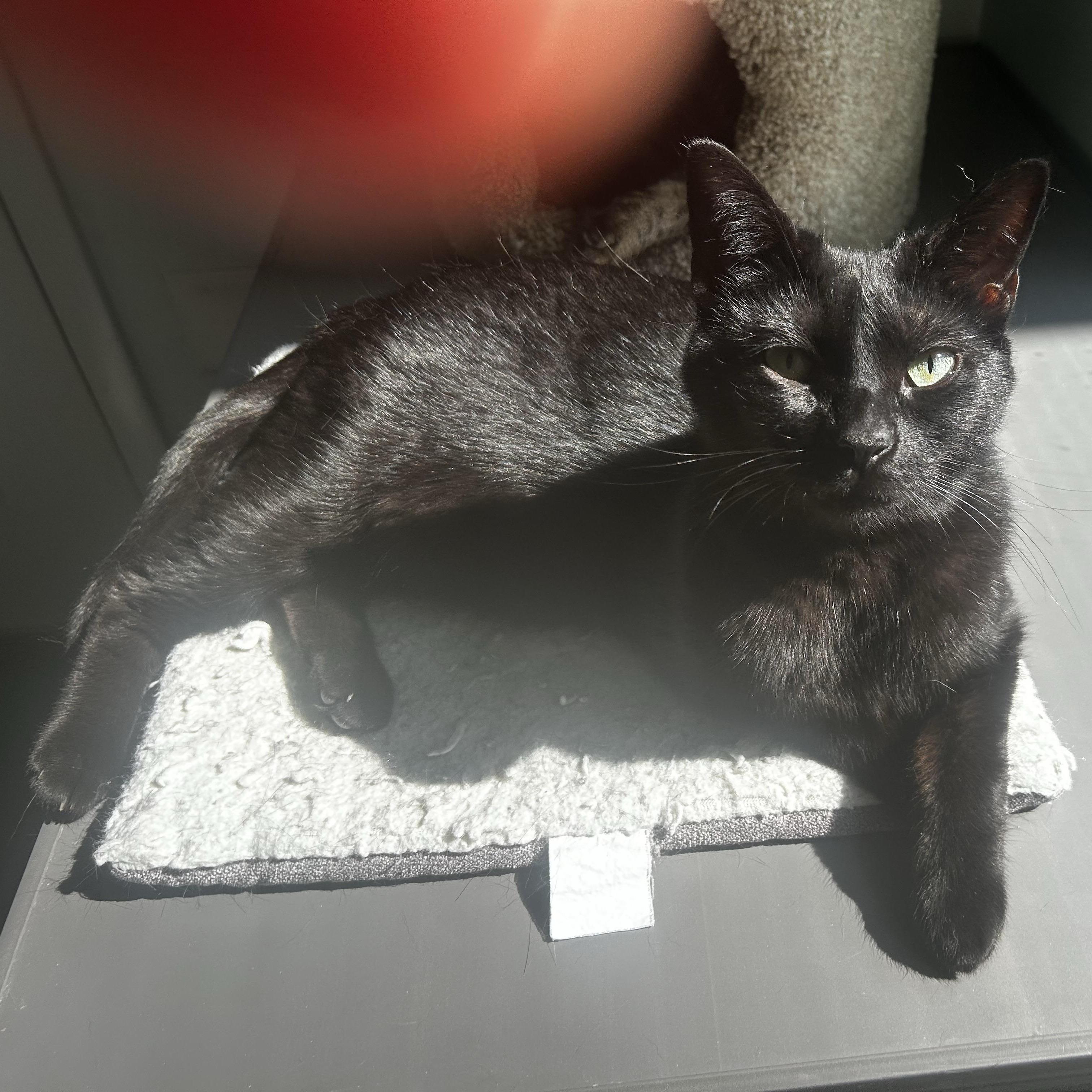 Helena, Adoptable, Young Female Domestic Short Hair.