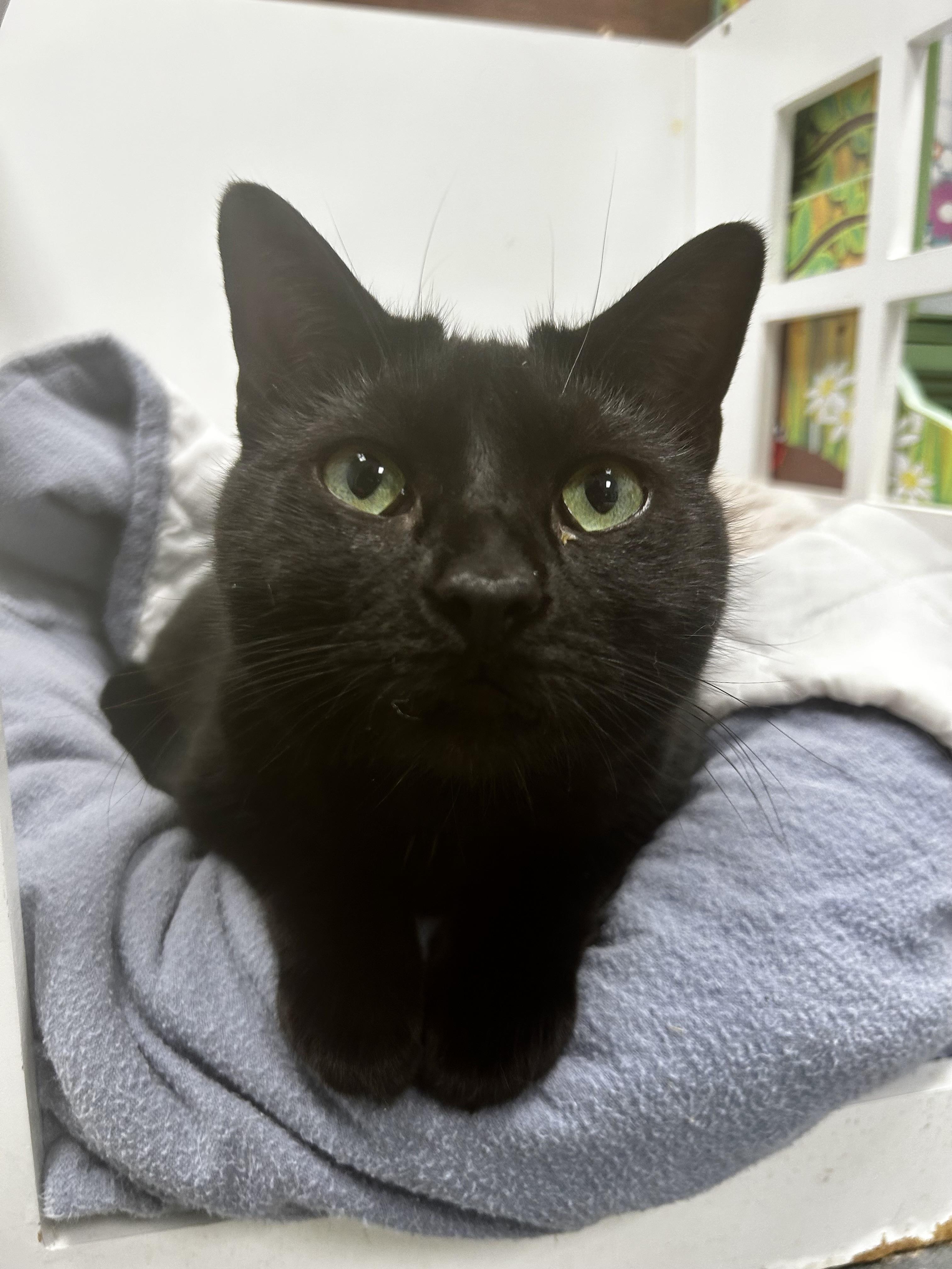 Enlarge Helena, a Adoptable Domestic Short Hair in Grand Rapids, MI image 1/6